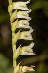 Florida lady's tresses